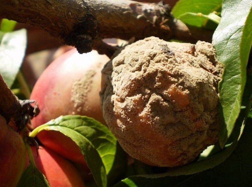 Монилиоз на плодах персика