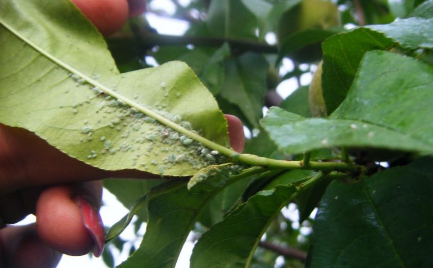 Тля на листьях персика
