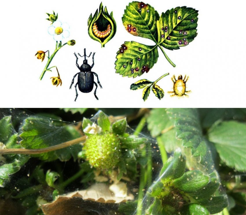 Шкоду довгоносика та кліща