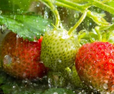 Обробка полуниці мідним купоросом