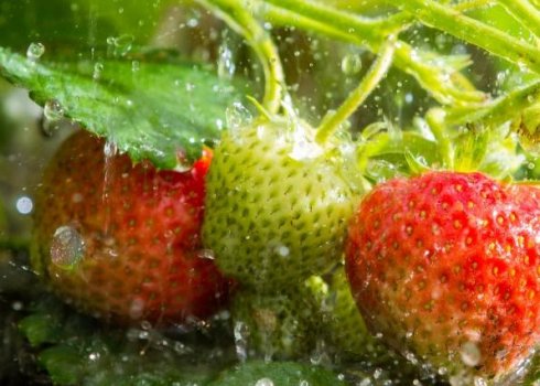 Обробка полуниці мідним купоросом