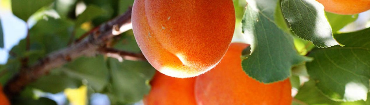 Особливості сорти абрикоса Снегирек