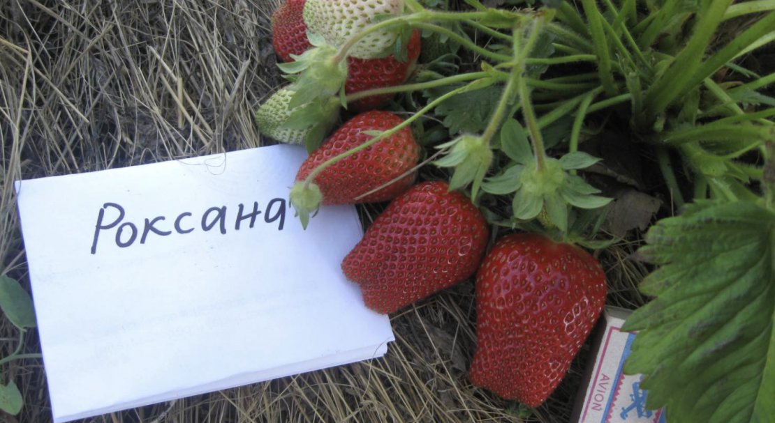 Какой сорт клубники лучше выращивать в краснодарском крае?