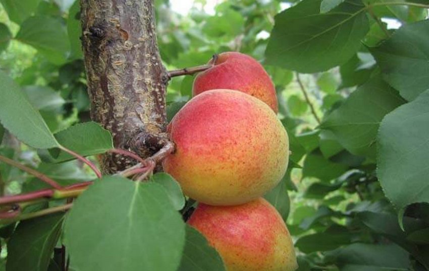 Абрикос Сардонікс