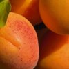 Описание сорта абрикоса Краснощекий