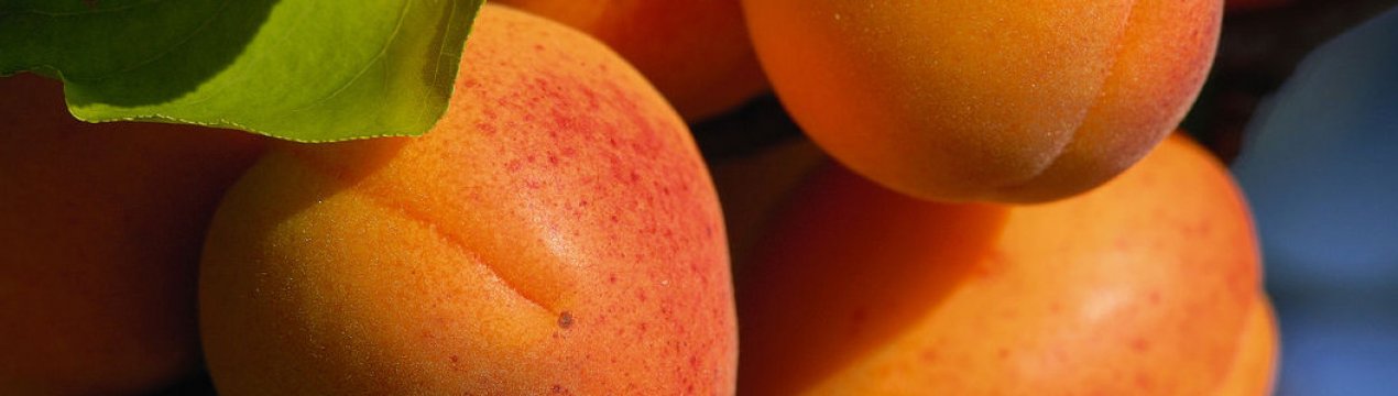 Особливості вирощування абрикоса Поліський крупноплідний і догляду за ним