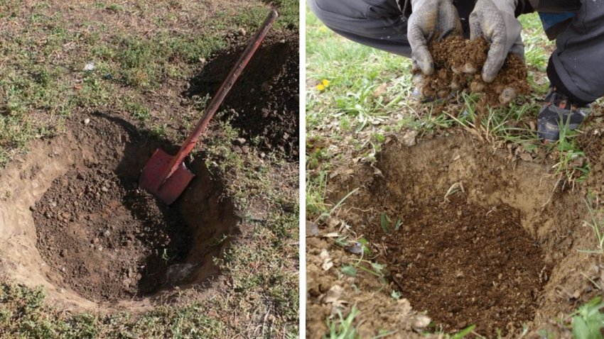 Підготовка ями для посадки абрикоса