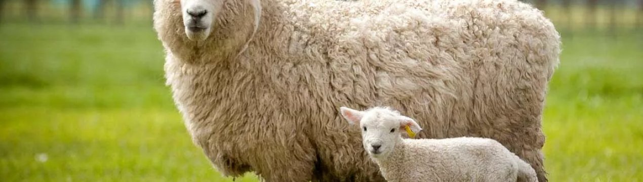 Національна асоціація овець Великобританії нагадує про високі стандарти