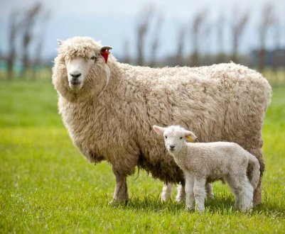 Національна асоціація овець Великобританії нагадує про високі стандарти