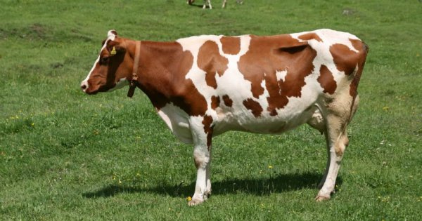 Красно-пёстрая порода коров: характеристика, фото, содержание и уход