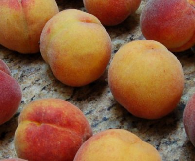 Персик сорту Фрост — особливості садіння, вирощування та догляду