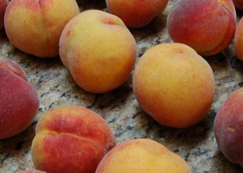 Персик сорту Фрост — особливості садіння, вирощування та догляду