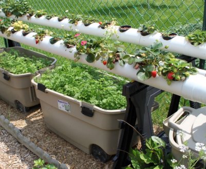 Вирощування полуниці методом гідропоніки
