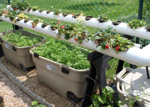 Выращивание клубники методом гидропоники