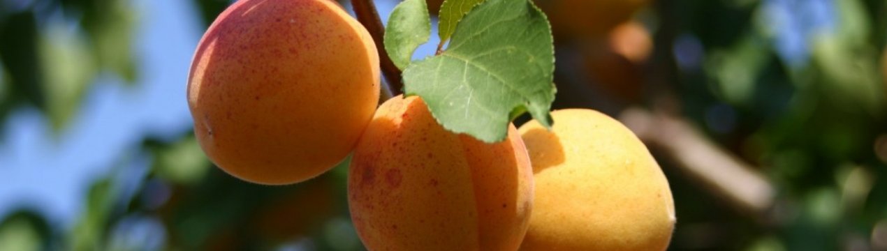 Опис сорти абрикоса Ульянихинский, правила його вирощування