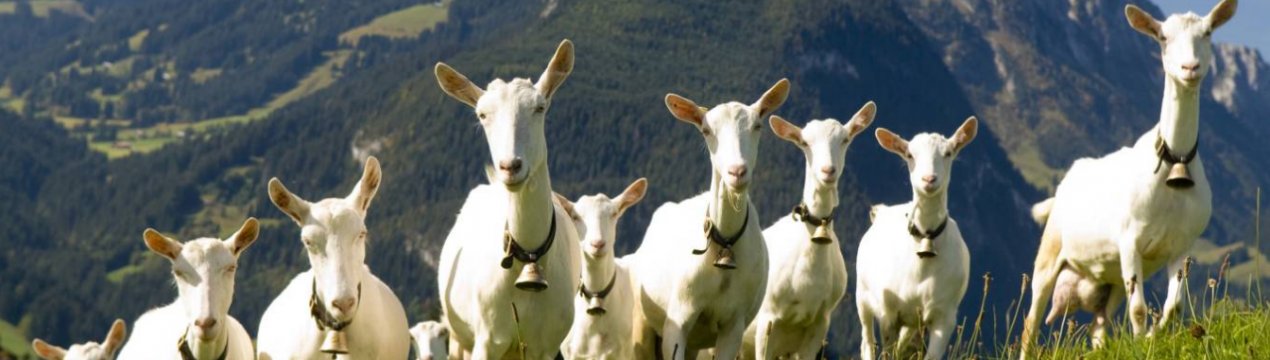 Розведення кіз як бізнес: рентабельність, складання бізнес-плану