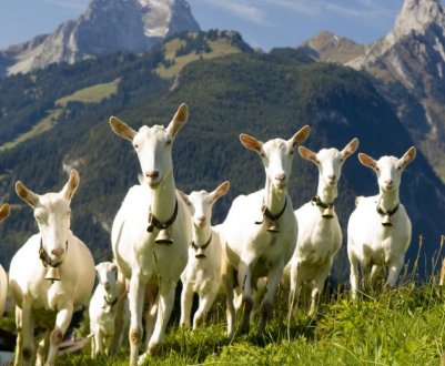 Розведення кіз як бізнес: рентабельність, складання бізнес-плану