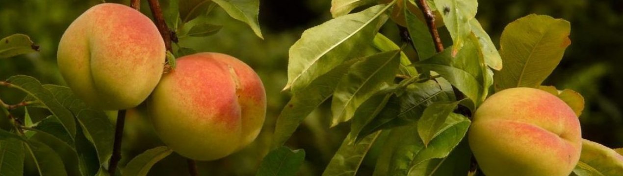 Особенности выращивания сорта персика Сибиряк