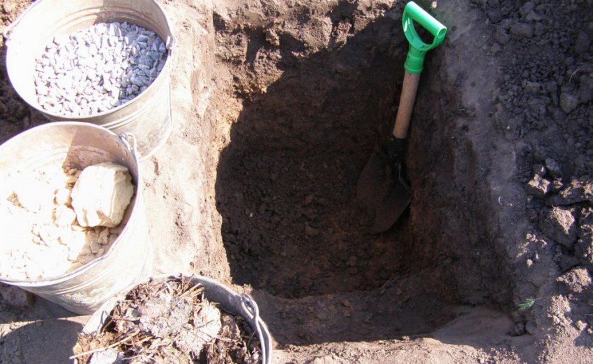 Місце для посадки персика Місце для посадки персика