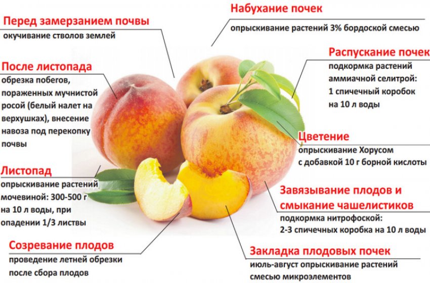 Підживлення персика Підживлення персика