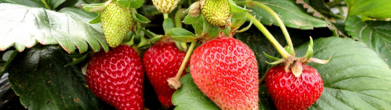 Опис і характеристика ремонтантних сортів полуниці