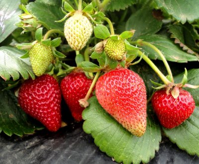 Опис і характеристика ремонтантних сортів полуниці