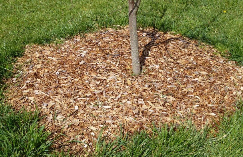 Мульчування абрикоса