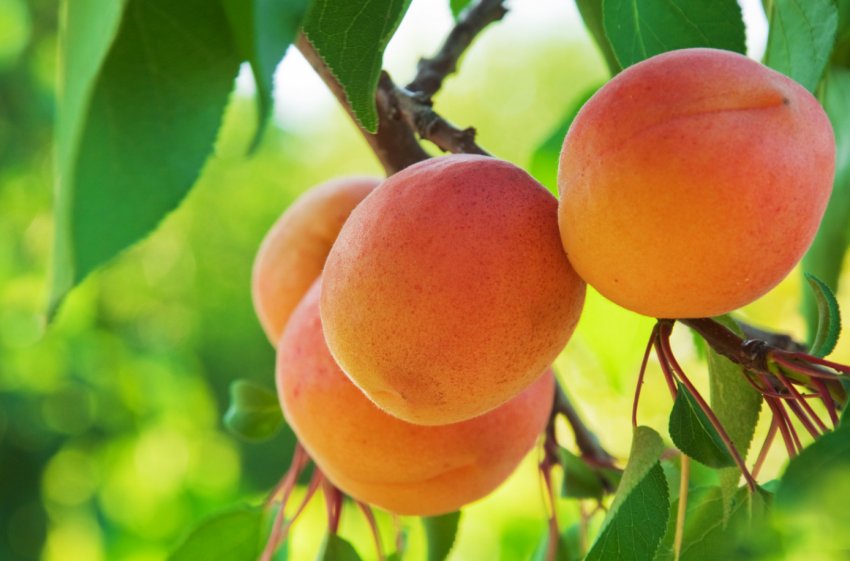 Абрикос Поліський крупноплідний