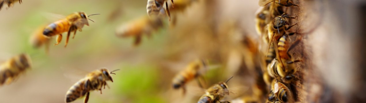 Особливості препарату «Дилабик» для бджіл