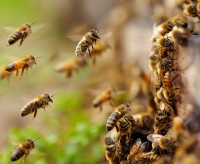 Особливості препарату «Дилабик» для бджіл