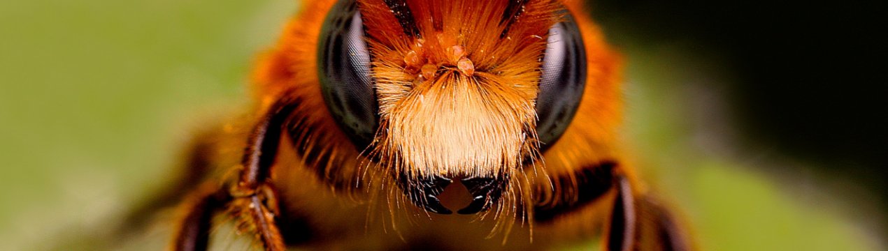 У пасічника з Миколаївської області загинули майже всі бджоли