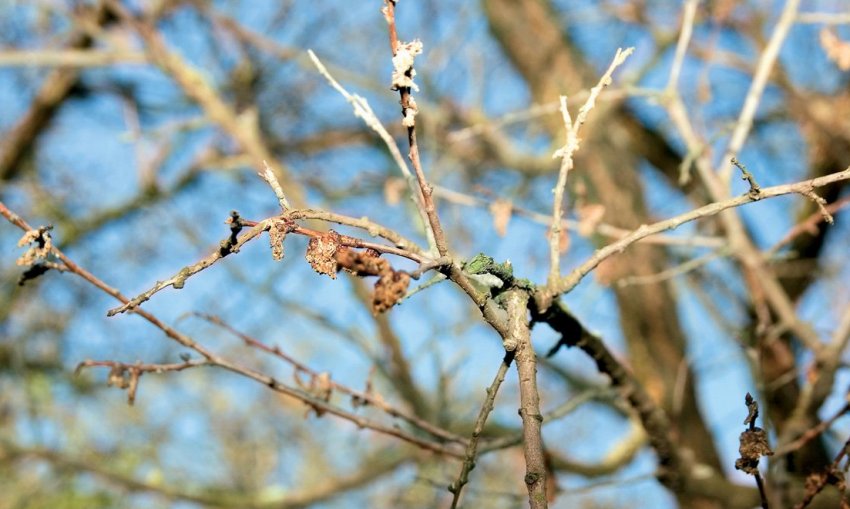 Моніліоз абрикоса