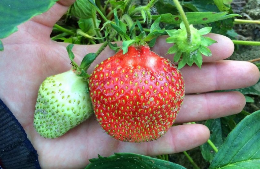 Полуниця Берегиня Полуниця Берегиня