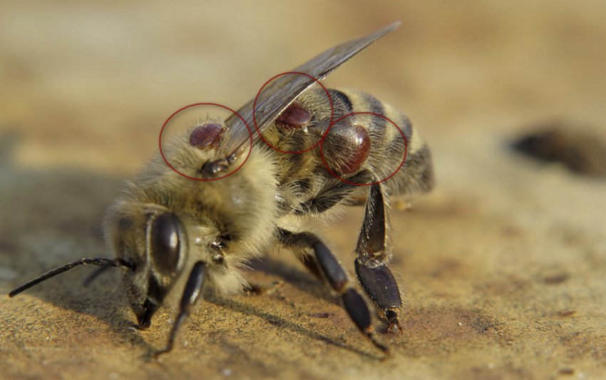 Кліщів вароа на бджолі Кліщів вароа на бджолі