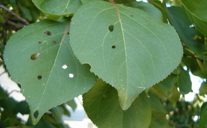 Клястероспоріоз на листках абрикоса