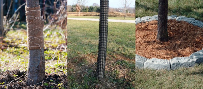 Підготовка дерева до зими