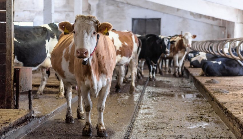 Коровник Коровник