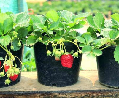 Особливості посадки і догляду за полуницею в горщиках