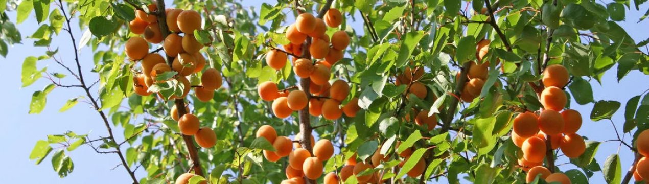 Особливості сорти абрикоса Альоша