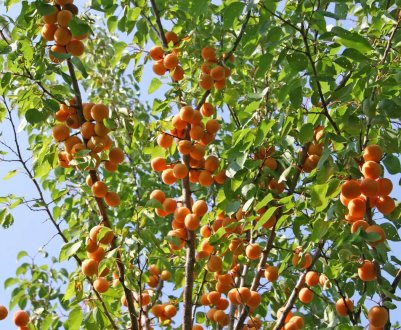 Особливості сорти абрикоса Альоша