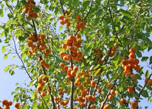 Особливості сорти абрикоса Альоша