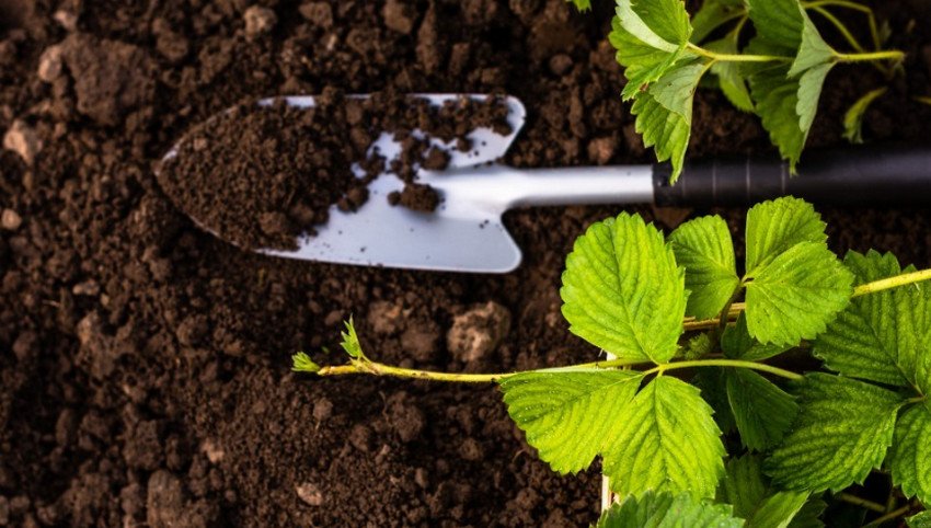 Грунт для полуниці Грунт для полуниці