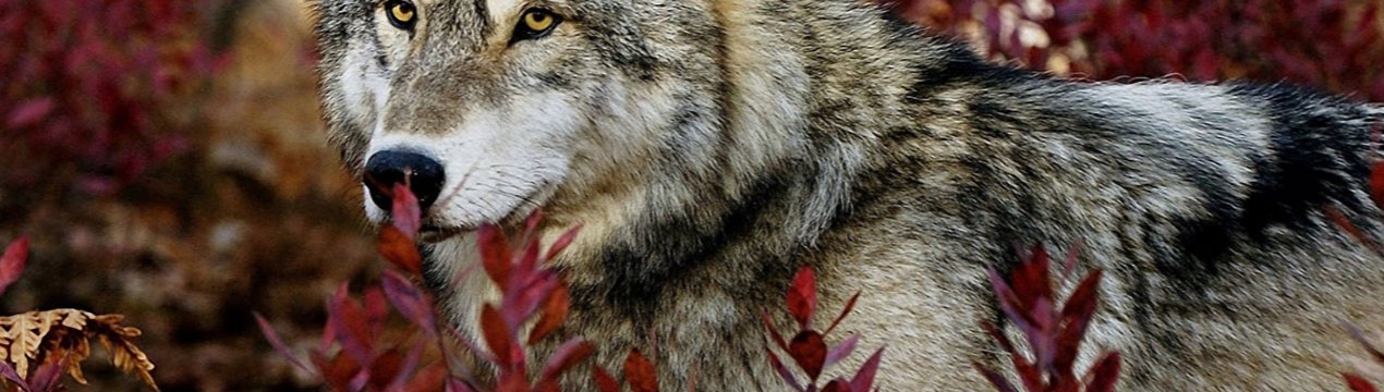 Вакцину від сказу на Волині розкидають з літаків