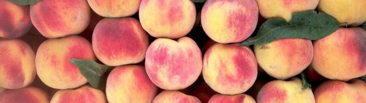 Характеристика та особливості вирощування персика сорти Глорія