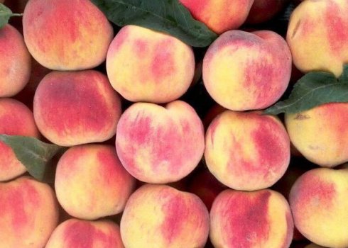 Характеристика та особливості вирощування персика сорти Глорія