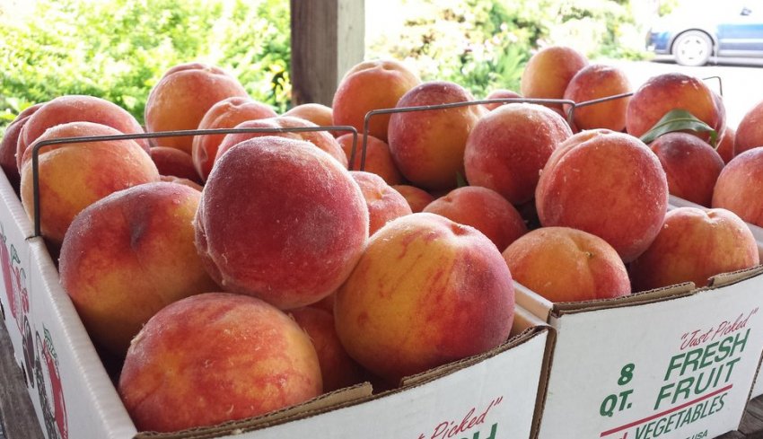 Персик Глорія