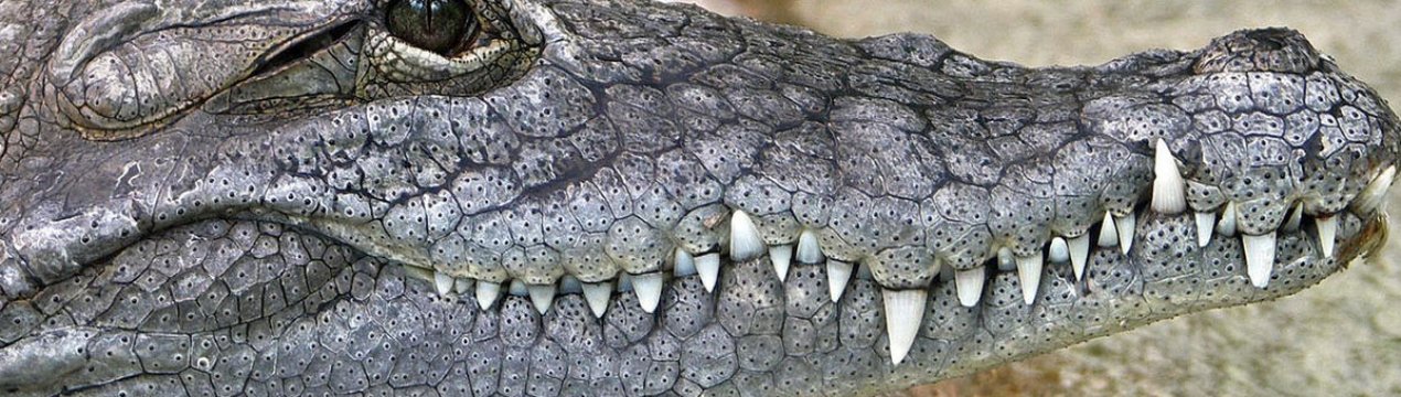 Жителі Сум заступилися за нещасних крокодилів