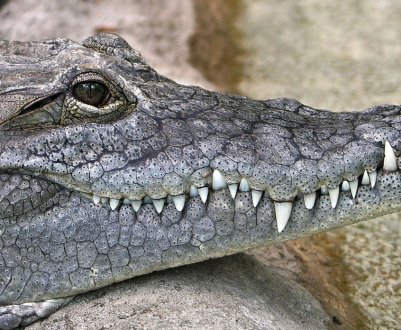 Жителі Сум заступилися за нещасних крокодилів