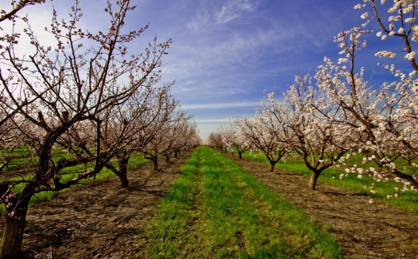 Абрикосовий сад Абрикосовий сад