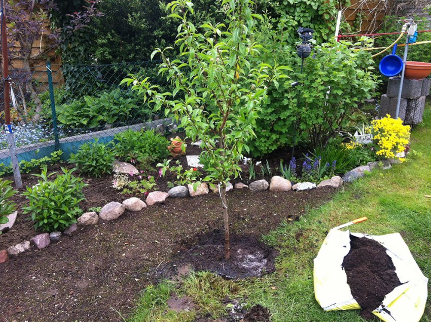 Місце під посадку персика